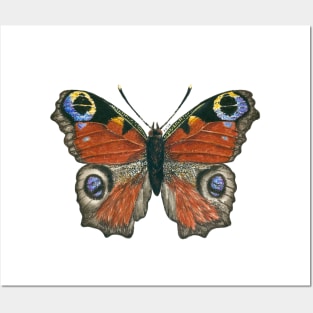 Peacock butterfly Posters and Art